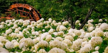 Ein Meer weißer Hortensien vor einer Mühle